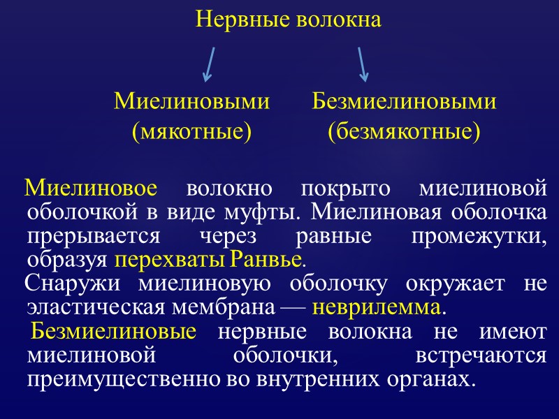 Миелиновое волокно покрыто миелиновой оболочкой в виде муфты. Миелиновая оболочка прерывается через равные промежутки,
